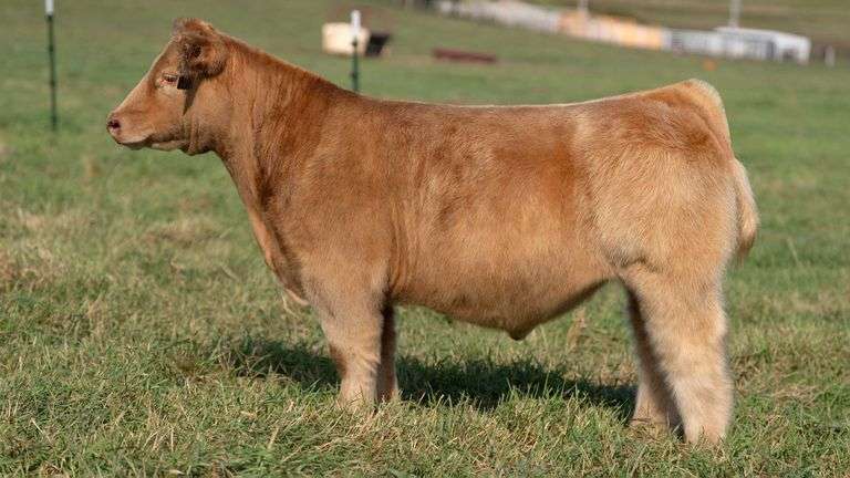 SMITH TAG 7 STEER