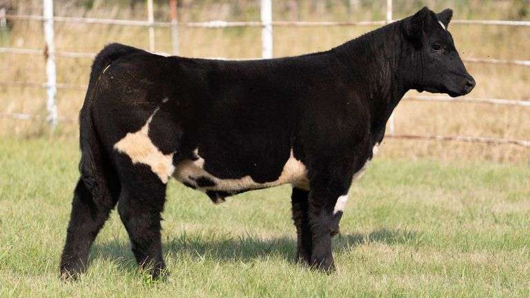 FORMAN BOOT CREEK TAG 2  STEER