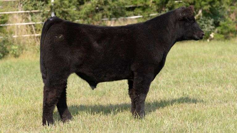 FORMAN BOOT CREEK TAG 30  STEER