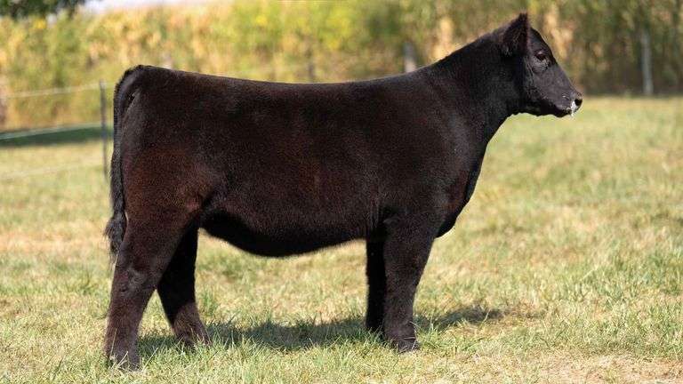 FOUT TAG 10 MAINETIANER / CHI HEIFER