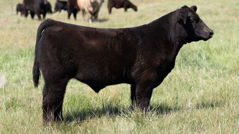 LARSON TAG 551 STEER