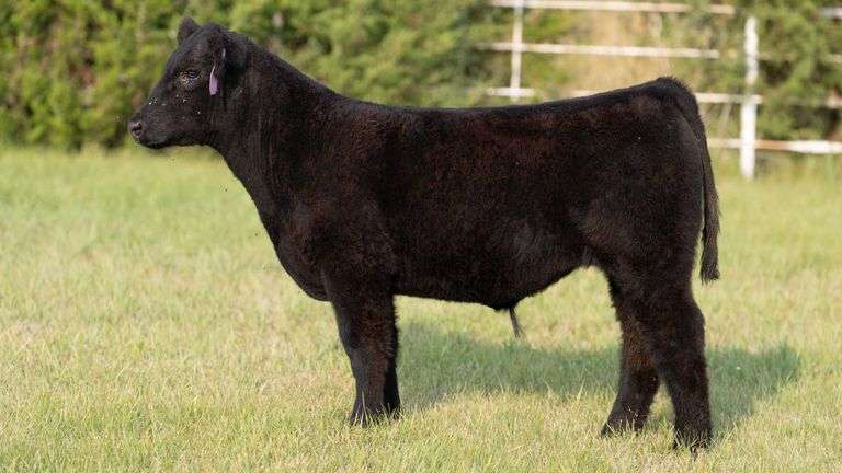 FORMAN BOOT CREEK TAG 14  STEER