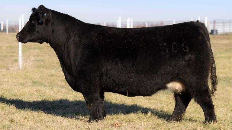 HOCKADAY RCC 508 X HGTA EMBRYOS