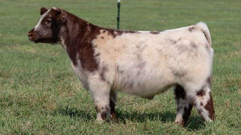 SMITH TAG 54 STEER