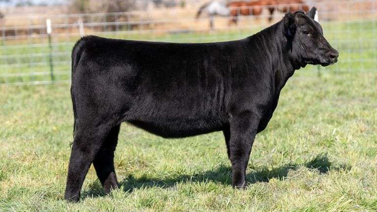 FULLER TAG 12 HEIFER