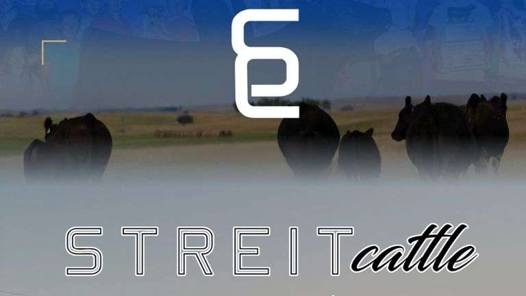 STREIT TAG 50 HEIFER