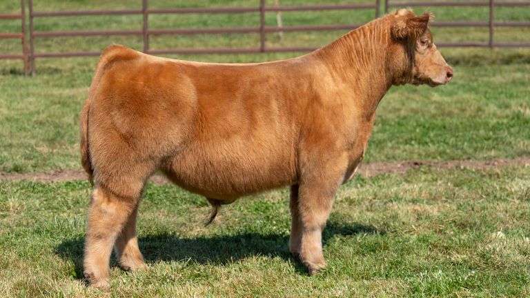 WEDIG TAG 1 STEER