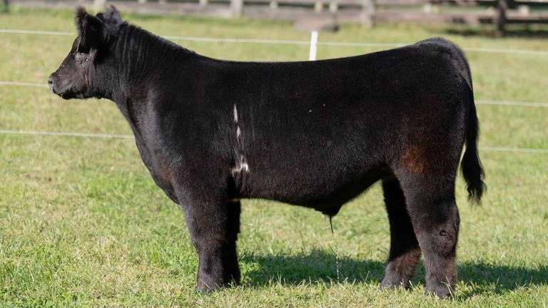 ARMSTRONG TAG 5 STEER
