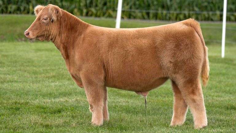 LORENTZ TAG 3 STEER