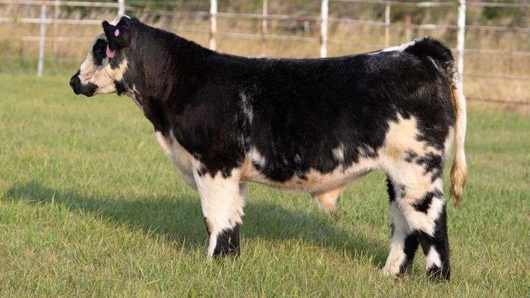 FORMAN BOOT CREEK TAG 20  STEER