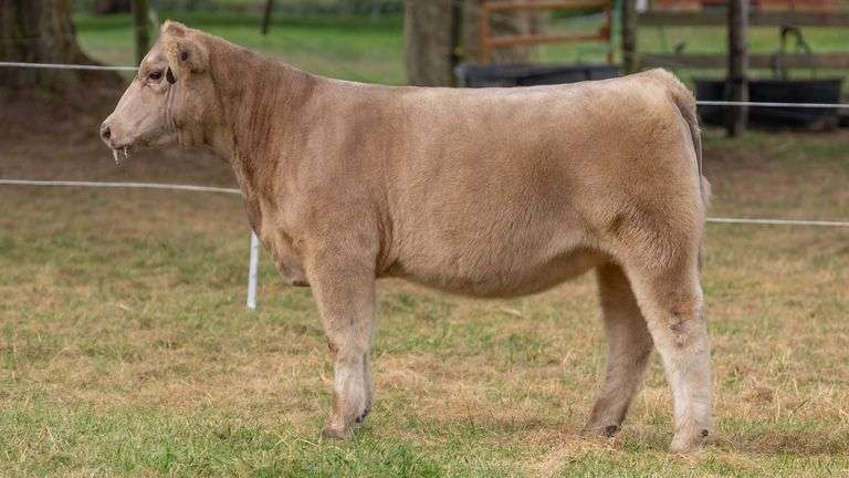 HILBERT TAG 18 HEIFER