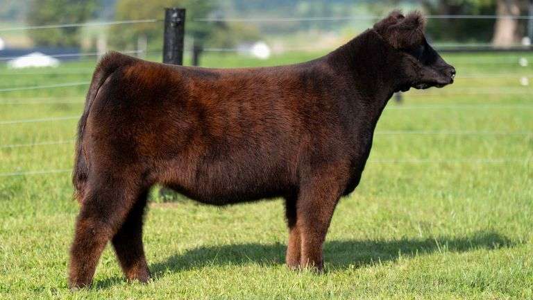 GEFFERT TAG 19 HEIFER