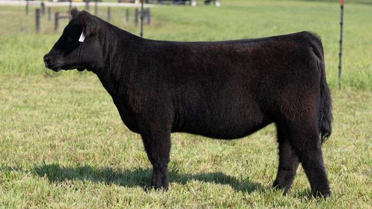 STREIT TAG 51 HEIFER