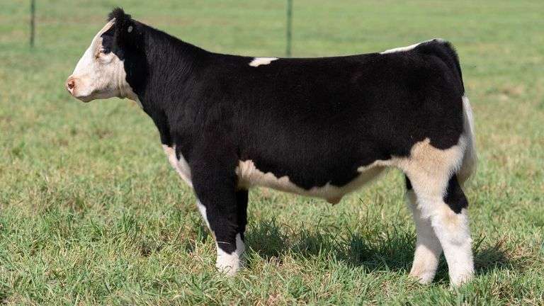 SMITH TAG 37 STEER