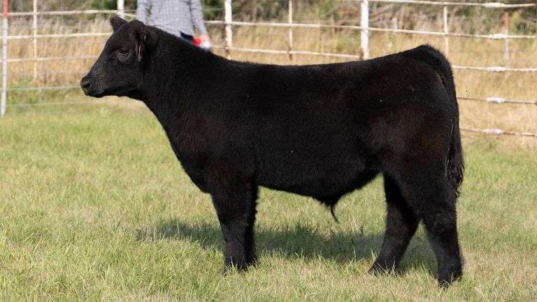 FORMAN BOOT CREEK TAG 5  STEER