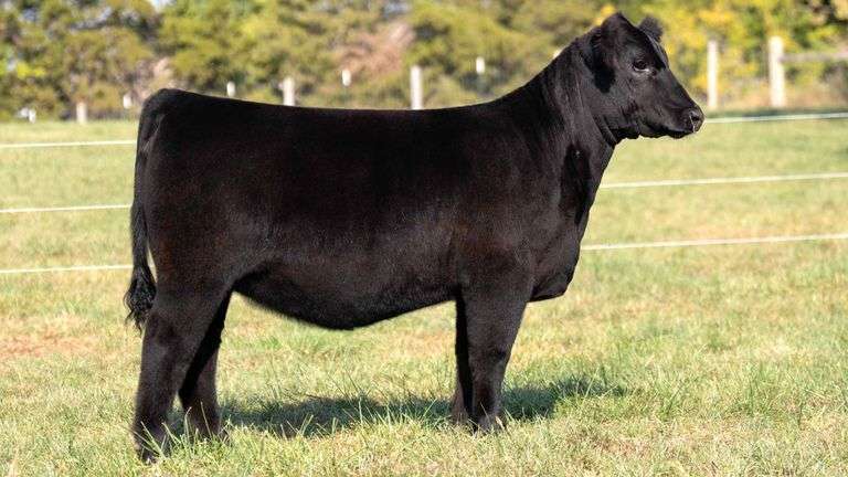 FOUT TAG 1 ANGUS HEIFER