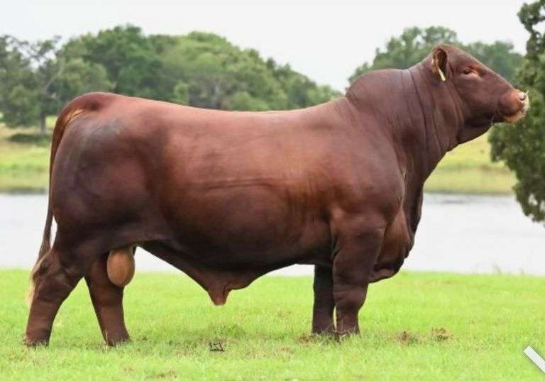 10 UNITS OF BRUNO SEMEN