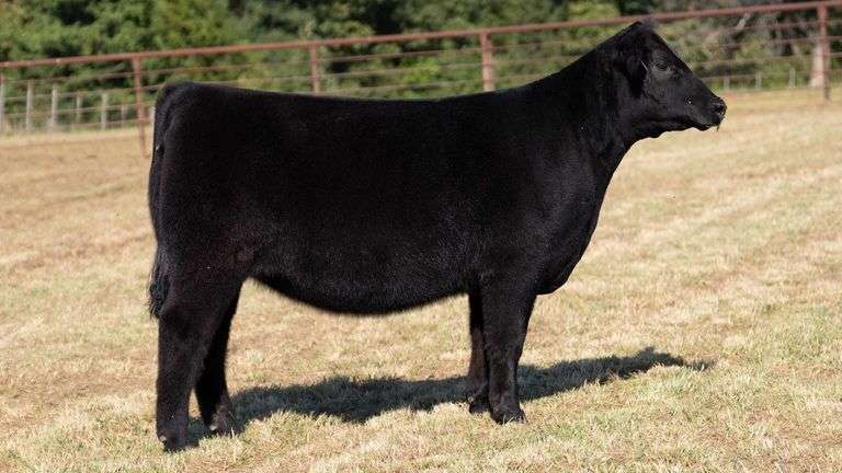 CRALL TAG 108 HEIFER