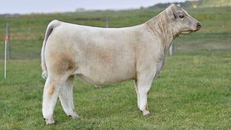 KAY-R TAG 1903 STEER