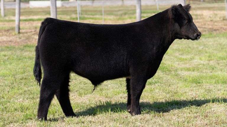 WEBER TAG 209 STEER