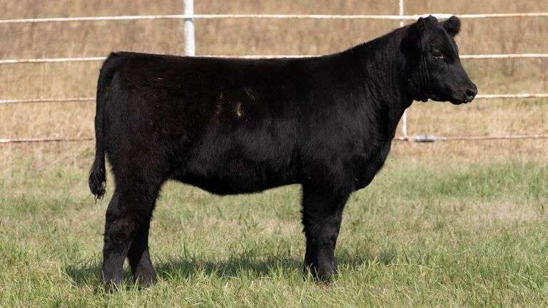 FORMAN BOOT CREEK TAG 40  HEIFER