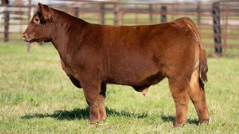 FRYE TAG 5 STEER