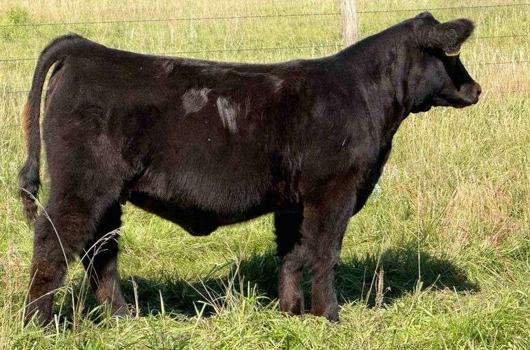LARSON TAG 5651 HEIFER