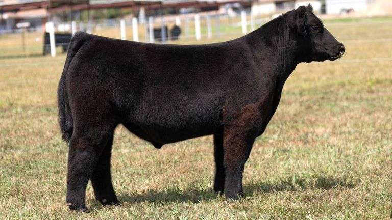 HOCKADAY RCC 508 X HIA EMBRYOS