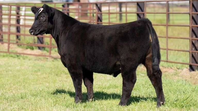 FRYE TAG 9 STEER