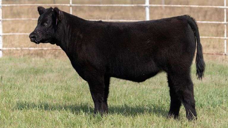 FORMAN BOOT CREEK TAG 39  HEIFER