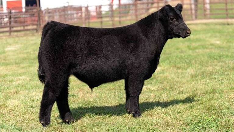 WEDIG TAG 13 STEER