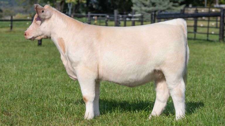 GEFFERT TAG 4 HEIFER