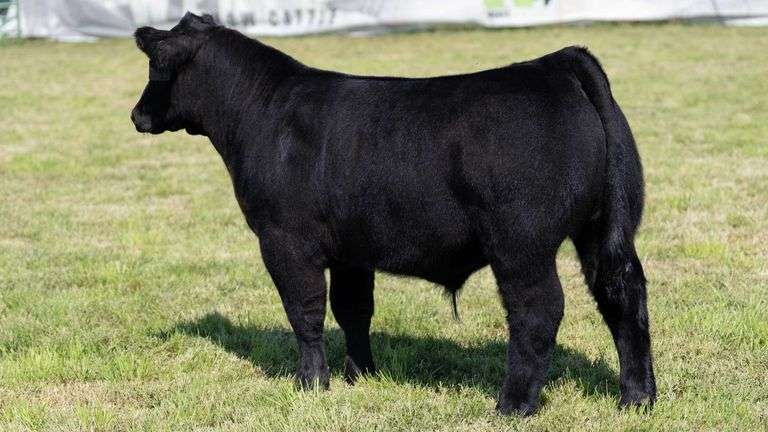 WEBER TAG 221 STEER