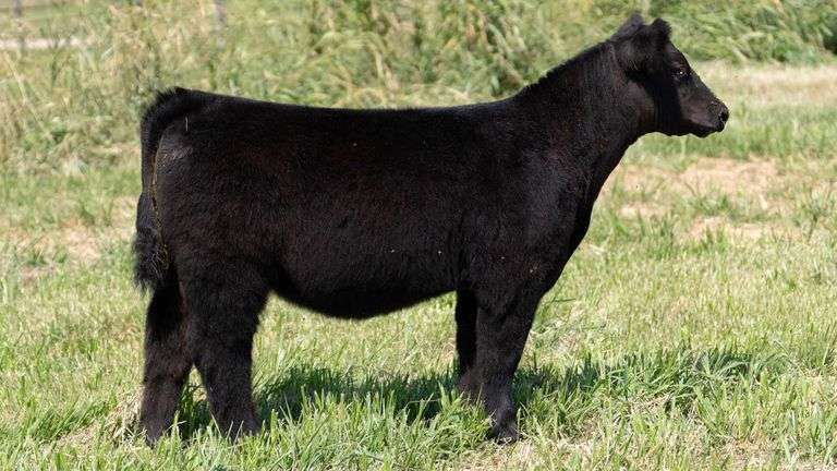 CHIDESTER TAG 91 HEIFER