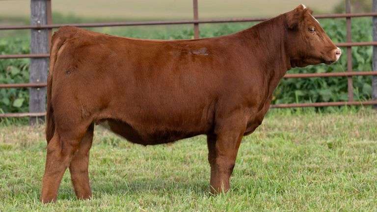 STREIT TAG 68 HEIFER