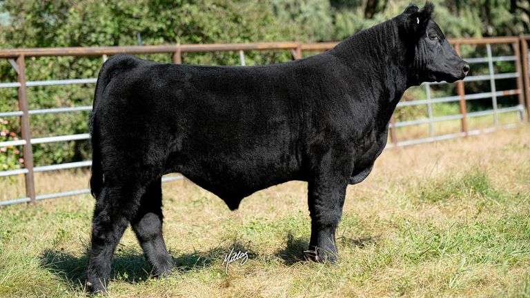 BEESON TAG 14 STEER