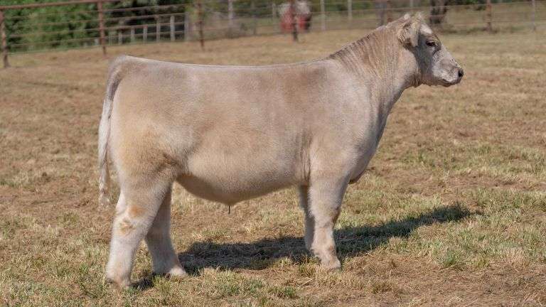 CRALL TAG 120 STEER