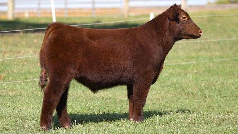 ARMSTRONG TAG 8 STEER