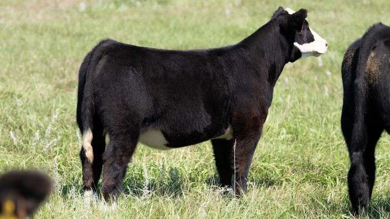 LARSON TAG 5271 HEIFER