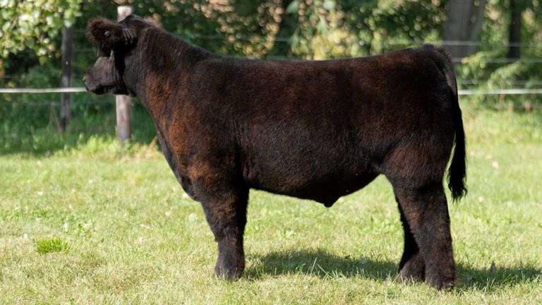SMITH FARMS TAG 101 STEER