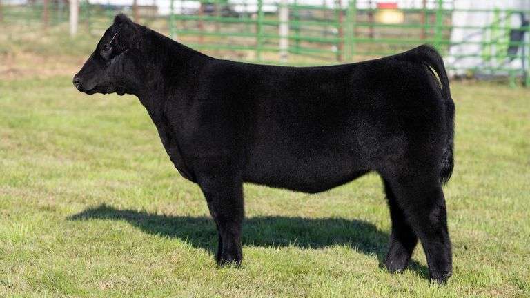 WEBER TAG 249 HEIFER