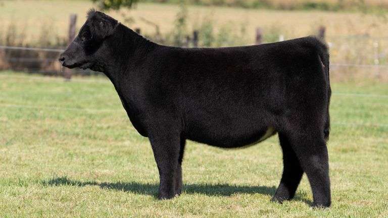 FRAKER TAG 80 HEIFER