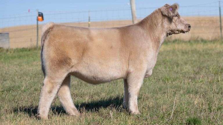 HOCKADAY TAG 684 HEIFER