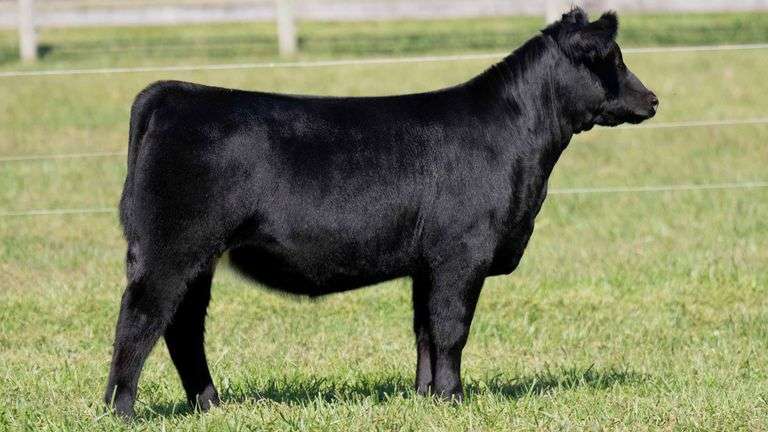 ARMSTRONG TAG 7 HEIFER