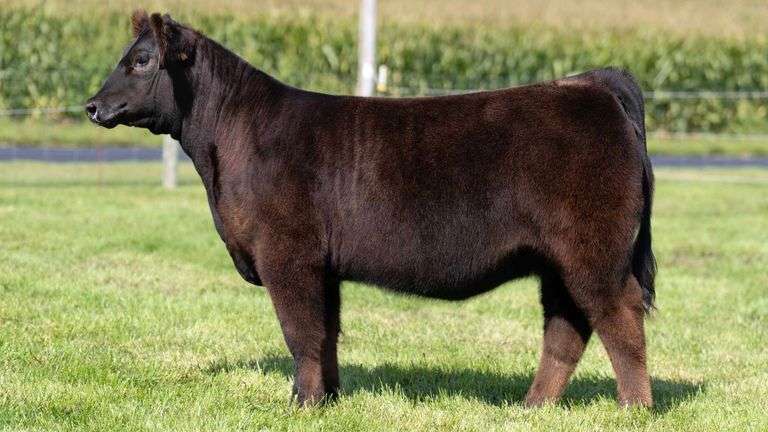 HENSCHLER TAG 106 HEIFER