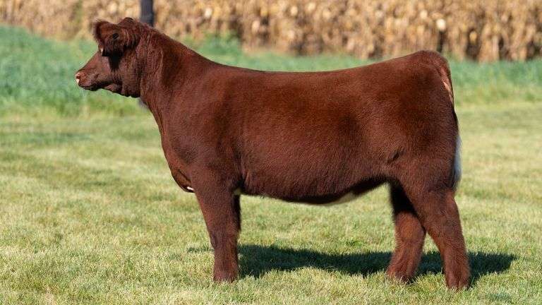 FOUCH TAG 104 HEIFER