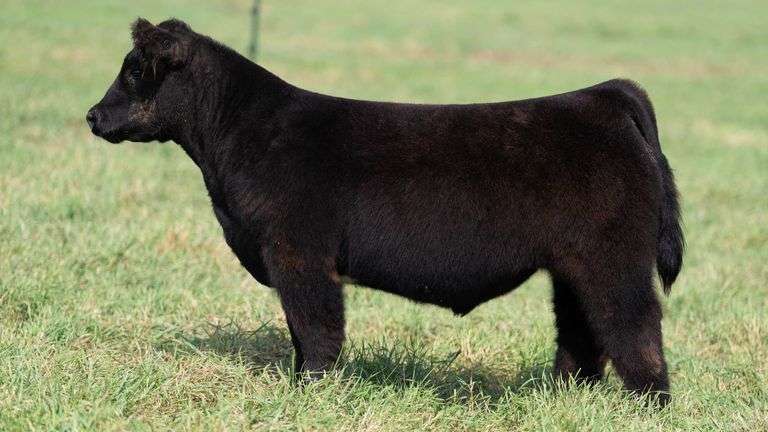 SMITH TAG 1 STEER