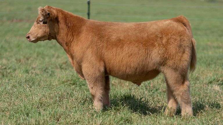 SMITH TAG 11 STEER