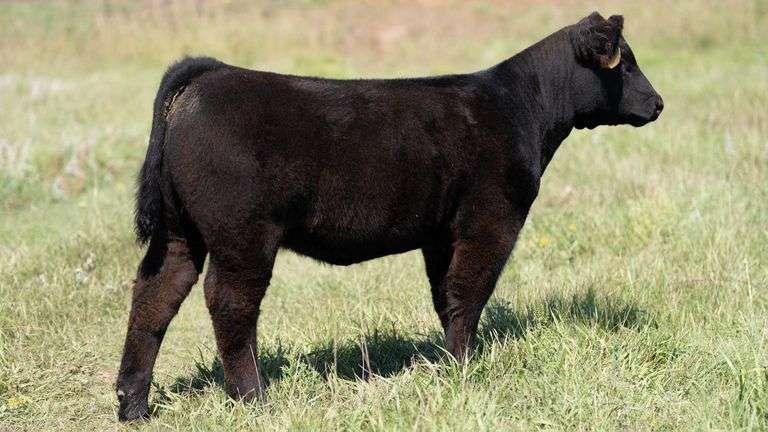 LARSON TAG 5675 HEIFER