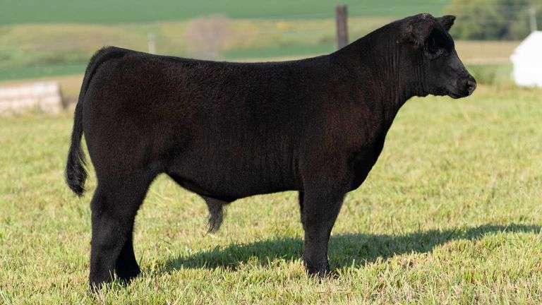 STREIT TAG 21 STEER
